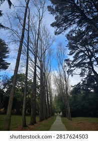 Low angle view looking up at towering pine trees reaching high into a dramatic cloudy blue sky.