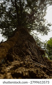 Low angle view looking up the trunk of a massive pine tree towards the sunlit canopy.