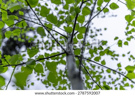 Low angle view looking up at the trunk and vibrant green leaves of a young birch tree against a bright overcast sky in springtime.
