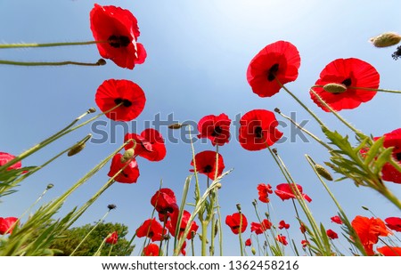 Similar – Image, Stock Photo Clapping poppies backlit under sunny sky