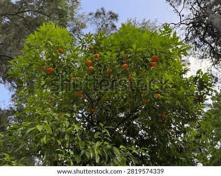 Low angle view of a lush bitter orange tree (Citrus aurantium) filled with ripe orange fruits among dense green leaves beneath a forest canopy.