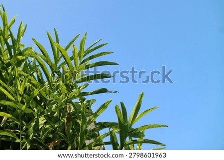 Low angle view of lush green Zingiberaceae leaves stretching into a bright blue sky. Green ginger leaves against a clear blue sky background with negative space for text. Tropical galangal plant leaves under bright sunshine with beautiful clean blue sky.