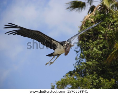 Similar – Image, Stock Photo Stork in flight Animal