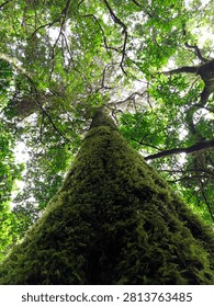 Low Angle View of Moss Covered Tropical Forest Trees Reaching Toward the Canopy