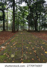 Low angle view of a mossy stone path leading through a serene green forest park.
Deskripsi (Description)
A captivating low-angle shot of an old, moss-covered brick pathway stretching into a lush forest. The path is scattered with fallen yellow leaves, adding a seasonal touch to the natural scenery. Tall, majestic trees line both sides, their leafy canopies creating a peaceful, shaded environment. This perspective leads the eye toward a distant gazebo, symbolizing a journey, discovery, or a tranquil walk in nature. Ideal for themes of travel, mindfulness, finding one's way, autumn transitions, and environmental beauty.