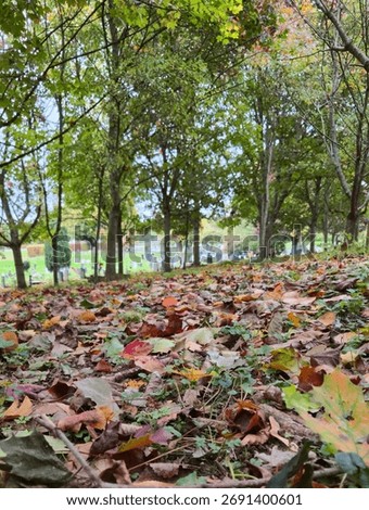 Low Angle View Of Multicoloured Autumn Leaves Covering The Ground  In A Peaceful Cemetery. 