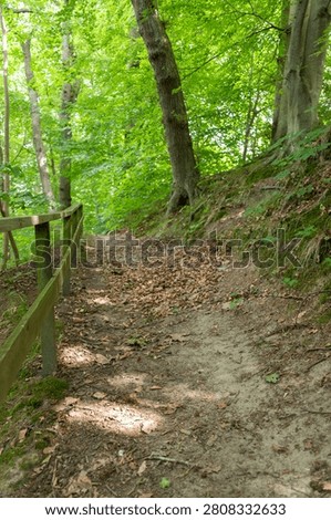 Low angle view of a narrow forest trail covered with dry brown leaves alongside a rustic wooden fence in a summer public park.