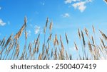 Low angle view. Nature concept. Wild grass sway from wind against blue sky. Landscape without people.