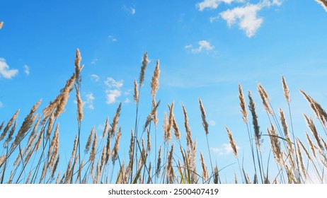 Low angle view. Nature concept. Wild grass sway from wind against blue sky. Landscape without people.