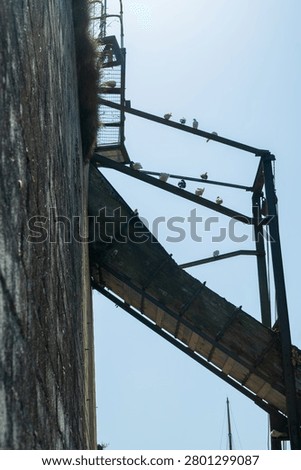 A low angle view of numerous pigeons resting on the aged metal frame of an old conveyor or loading chute adjacent to a large, textured stone wall near the harbour area. Charletown, United Kingdom.