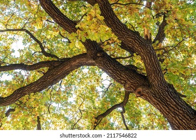 Low Angle View of  Oak Tree Background in Autumn. Tree Top Shot from Below 