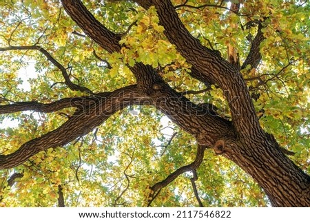 Low Angle View of  Oak Tree Background in Autumn. Tree Top Shot from Below 