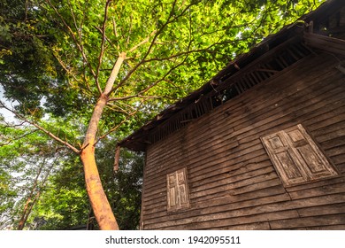 Low Angle View Of Old Abandon Wooden Haunted Barn House With Big Old Tree And Green Leaves Cover The Roof