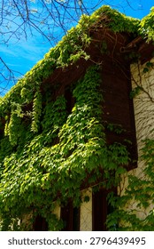 Low angle view of old building facade completely covered with dense green climbing ivy vines, wooden dark framed windows barely visible under thick foliage, white plastered wall corner visible on right side, bare tree branches against vivid blue sky, sunny spring day