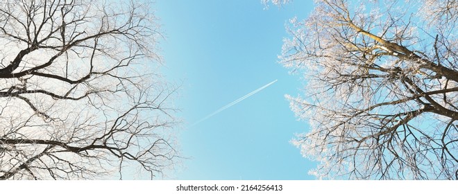 Low Angle View Of The Old City Park After A Blizzard, Tree Trunks Close-up. Hoar Frost On Branches. Clear Blue Sky