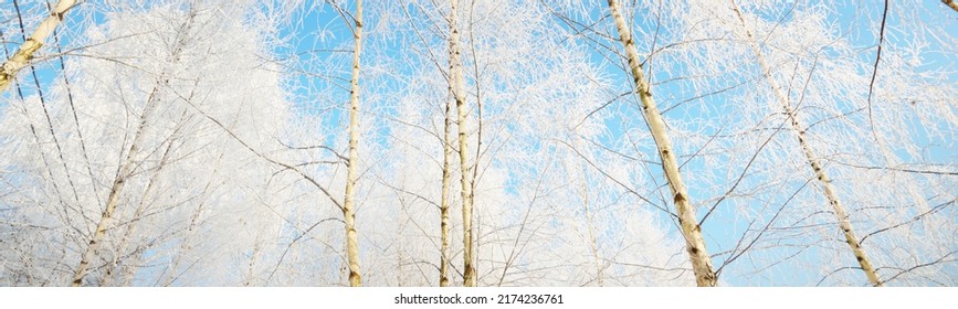 Low Angle View Of The Old City Park After A Blizzard, Tree Trunks Close-up. Hoar Frost On Branches. Clear Blue Sky