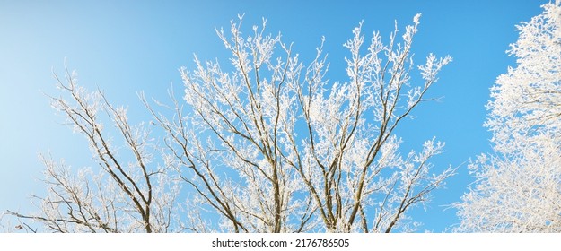 Low Angle View Of The Old City Park After A Blizzard, Tree Trunks Close-up. Hoar Frost On Branches. Clear Blue Sky