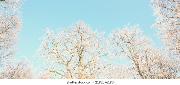 Low Angle View Of The Old City Park After A Blizzard, Tree Trunks Close-up. Hoar Frost On Branches. Clear Blue Sky