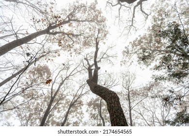 Low Angle View On Bare Trees Branches In Morning Fog, Foggy Weather On Cedar Cliffs Hiking Trail At Wintergreen Resort Ski Town, Virginia