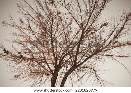 Similar – Image, Stock Photo orange sky Tree Pink