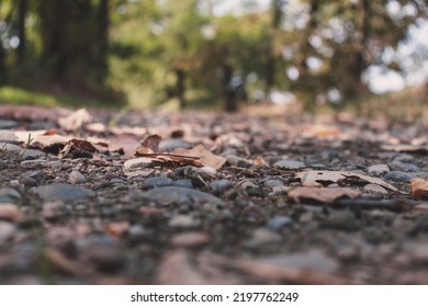 Low Angle View On An Gravel Road Leading To An Unknonwn Point In The Forest. Diminishing Perspective. Selective Focus. Copy Space.