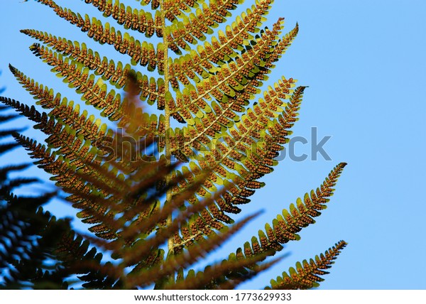 Low angle view on isolated\
divided leaf frond of eagle fern bracken (Pteridium aquilinum)\
against blue sky in the evening sun - Germany  (focus on fern in\
background)