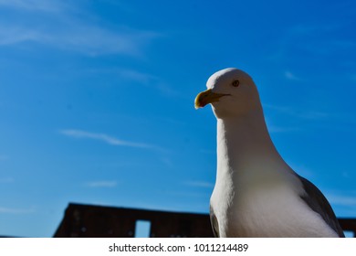 low angle view on seagull against blue sky during sunny day 