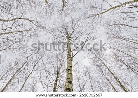low angle view on the treetops of bare silver birches in the winter forest - Betula pendula 