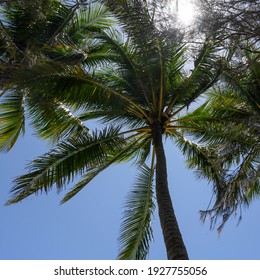 Low Angle View Of Palm Tree, Thala Beach Nature Reserve, Oak Beach, Queensland, Australia
