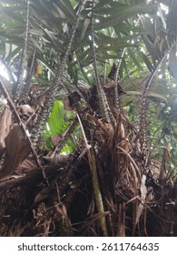 Low Angle View of Palm Tree with Sunlight Peeking Through Leaves