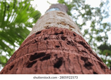 Low angle view up a palm tree trunk with textured red brown bark and green fronds