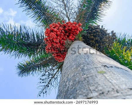 Low angle view of a palm tree with clusters of red and green fruits against a bright blue sky. Perfect for tropical nature, botany, agriculture, and exotic plant background themes