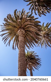 A Low Angle View Of Palm Trees On The Beach Of La Serena