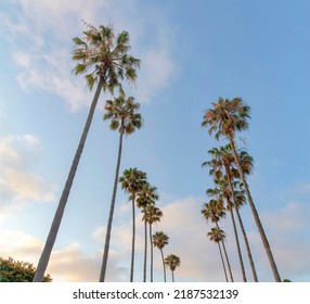 Low Angle View Of Palm Trees At La Jolla In California. Columns Of Tall Thin Palm Trees Against The View Of Sunset Sky With Clouds.