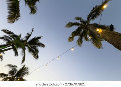 Low angle view of palm trees with glowing string lights against a twilight sky in Mauritius