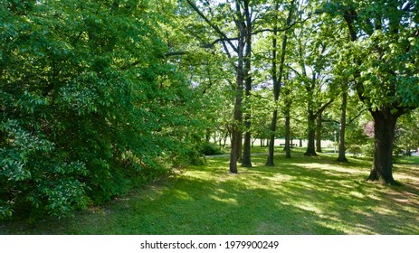 A Low Angle View Of A Peaceful Park On A Sunny Day. Lush Greenery With Bright Sunshine Coming Through The Trees. In An Empty Park.