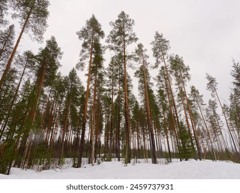 Low angle view of pine tree forest. Cloud sky and snow in view. Winter in Finland. 