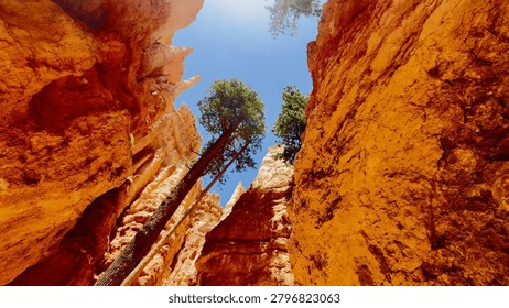 Low Angle View of Pine Tree Growing Inside Red Rock Hoodoos in Bryce Canyon. A spectacular look up perspective from inside bright red and orange canyon walls where a lone pine tree unexpectedly grows towards the blue sky. Concept of resilience and hidden nature beauty.