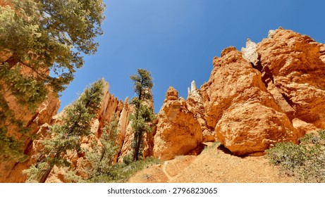 Low Angle View of Pine Tree Growing Inside Red Rock Hoodoos in Bryce Canyon. A spectacular look up perspective from inside bright red and orange canyon walls where a lone pine tree unexpectedly grows towards the blue sky. Concept of resilience and hidden nature beauty.