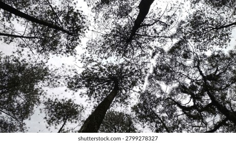 Low Angle View of Pine Tree Canopy Against Cloudy Sky