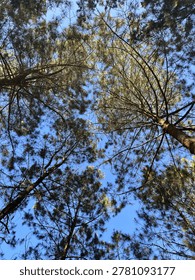 Low angle view of pine trees canopy against a clear blue sky in the forest.
