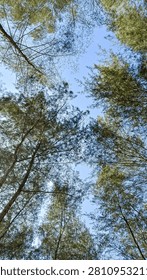 Low angle view of pine trees against a clear blue sky in a coastal forest