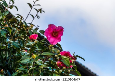 Low Angle View Of A Pink Camellia Plant Against The Sky