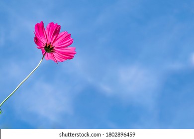 Low Angle View Of Pink cosmos Flowering Plants Against Blue Sky