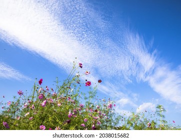 Low angle view of pink and red cosmos on flower garden against blue sky in autumn near Changnyeong-gun, South Korea 
