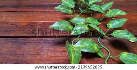 Low Angle View Of plant On wooden wall