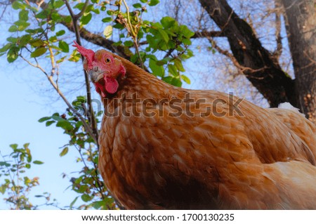 Low angle view of a plump red laying hen looking at the camera and belonging to the outdoor rearing of a French organic farm in Occitanie, under the foliage of an oak tree