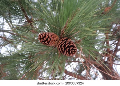 Low angle view of Ponderosa pine cones growing on the tree, snowy background