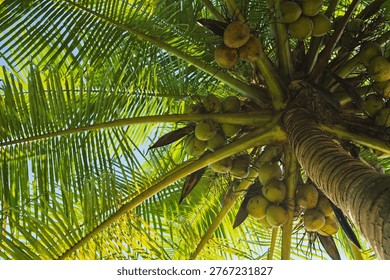 Low angle view of a productive coconut palm tree bursting with green fruit against a bright sky. Symbol of tropical paradise, healthy hydration, and exotic vacation vibes.