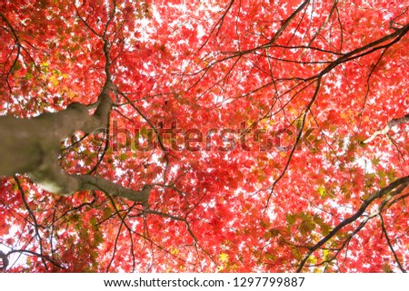 Similar – Image, Stock Photo leaf canopy Environment